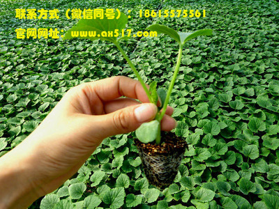 山東優質甜瓜苗供應就找安信種苗